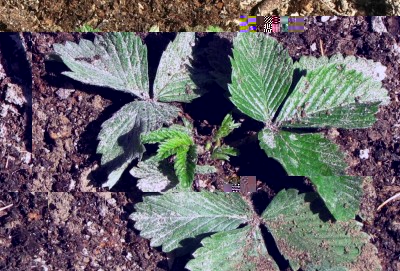 Fragaria moschata Askungen.jpg