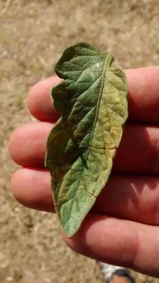 IMG_20170818_091446566.jpg
