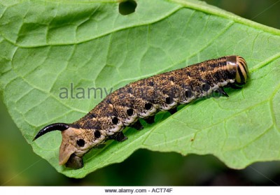 convolvulus-hawk-moth-agrius-convolvuli-larvae-on-field-bindweed-potton-act74f.jpg