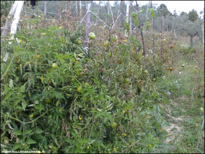 06102017pomodori.jpg