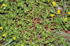 portulaca 3.jpg