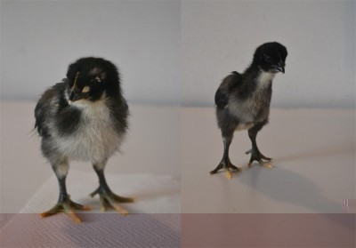 Australorp.jpg