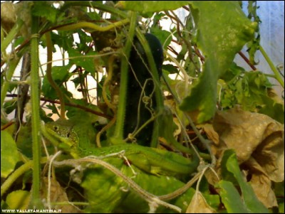13102017cetriolo-ramarro.jpg