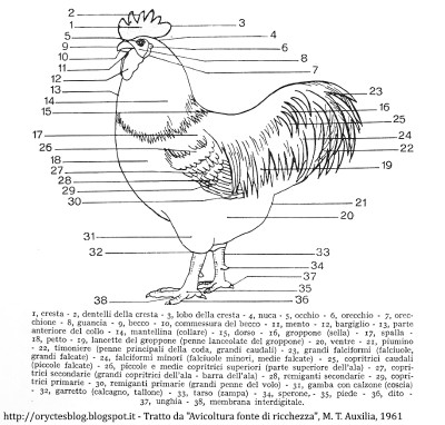 Glossario+anatomia+pollo.jpg