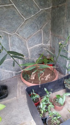20170813_165104.jpg