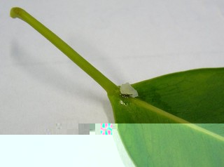 waxy drop F. benjamina.jpg