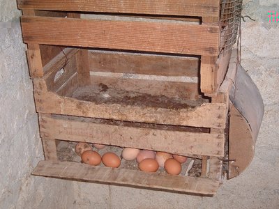 gallina.jpg