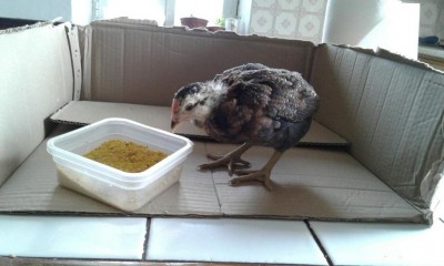 9 araucana maschio selvatico.jpg