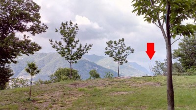 pianta.jpg