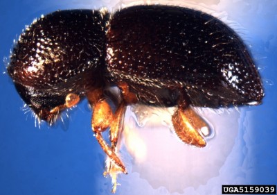 Xylosandrus germanus.jpg