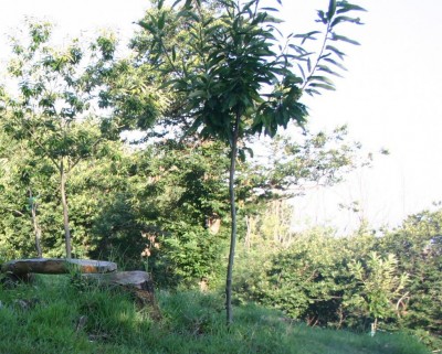 pianta.jpg