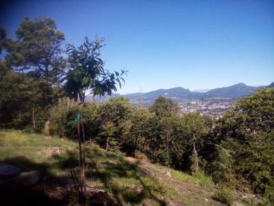 pianta2.jpg