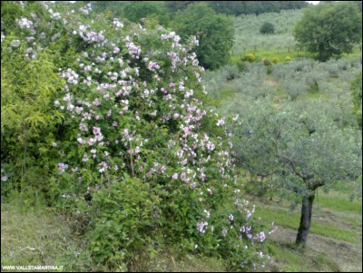 22052018roselline.jpg