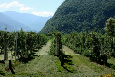 Laimburg - meleti.JPG