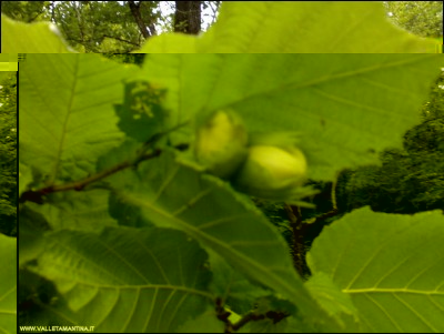28062018nocciole.jpg