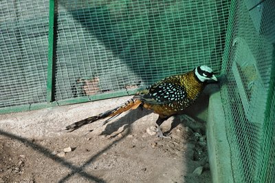 DSC_0444.JPG