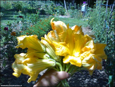 13072018fiori-zucca.jpg