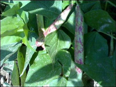 14072018borlotti.jpg