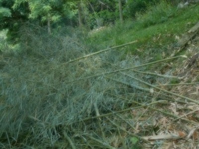 DSCN0221.JPG