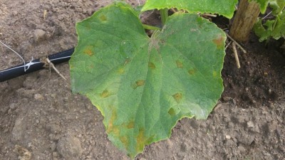 Cetriolo [Larghezza Max  1024 Altezza Max  768].jpg