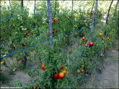 11082018pomodori-grappolo-optima.jpg