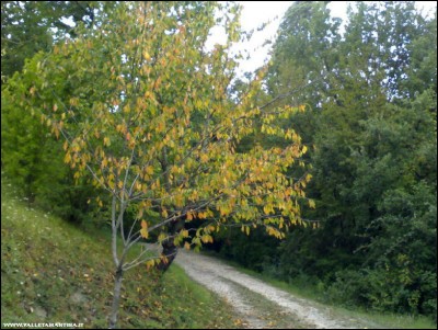 31082018ciliegio.jpg