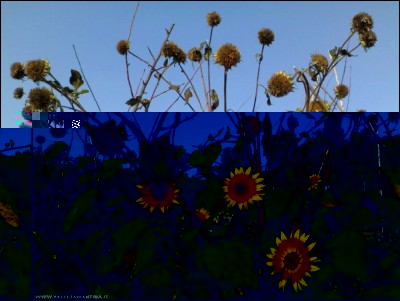 31082018girasoli.jpg