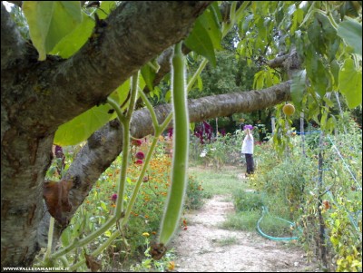 31082018zucca-lagenaria.jpg