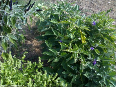 02092018fiori-melanzane.jpg