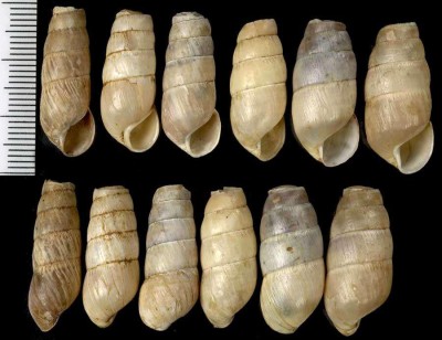 rumina decollata.jpg