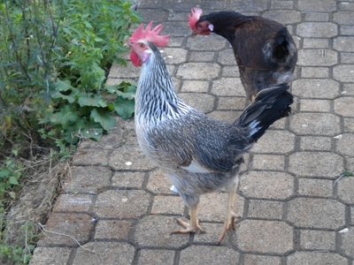 DSCN0746.JPG