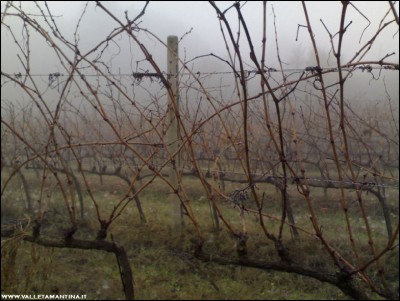 15112018vigna-nebbia.jpg