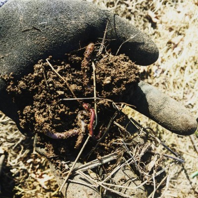 orto2019_001.jpg