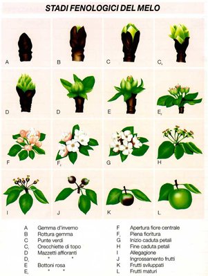 fenologia melo.jpg