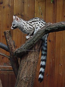 220px-Genetta_genetta_felina_(Wroclaw_zoo).JPG