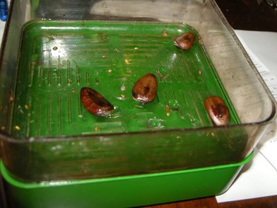 DSCN9604.JPG