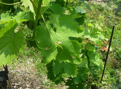 black rot - sperimentazione.JPG