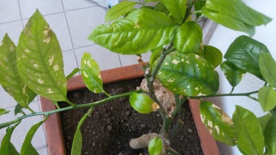 20190729_161225.jpg