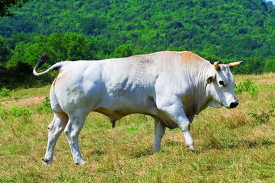 calvana_I.jpg