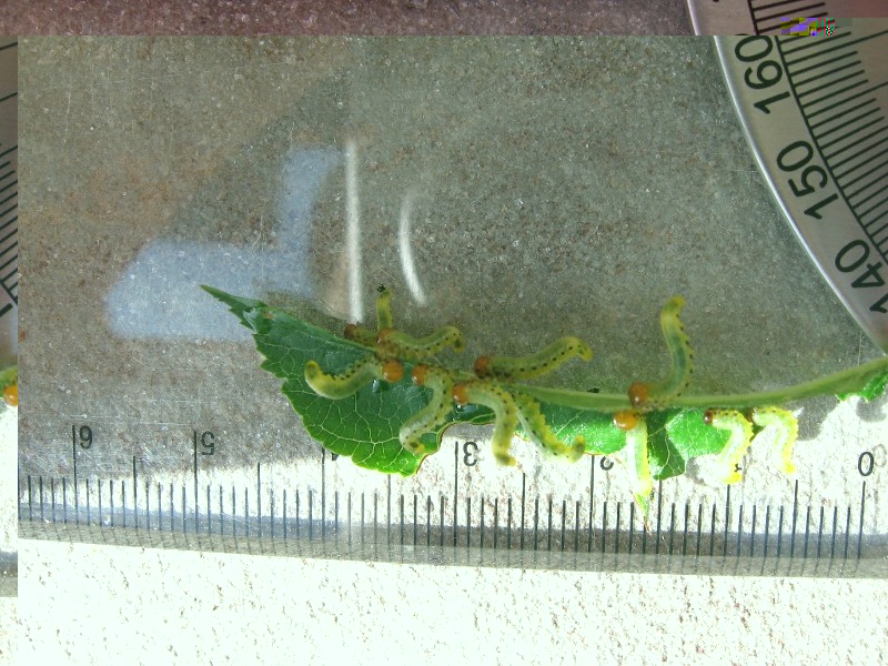 foto1.JPG