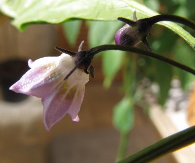 IMG_7688.JPG