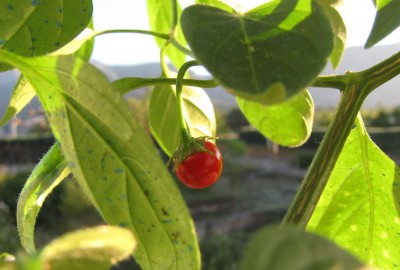 IMG_7690.JPG
