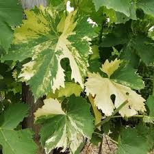 chimera foglie vite sangiovese.jpg