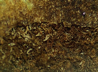 resize - eriofide pero microfoto.jpg