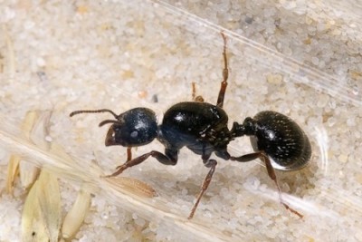 messorwasmanni (1).jpg