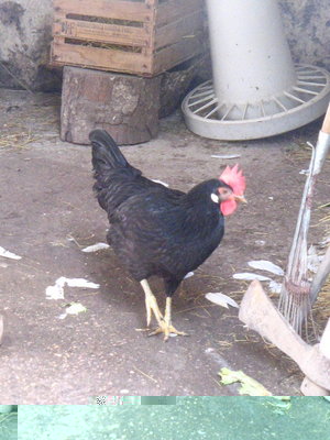 foto 017.jpg