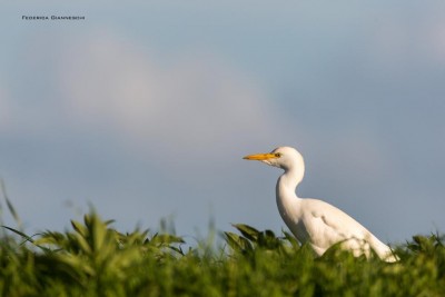Airone guardabuoi (foto Federica Gianneschi).jpg