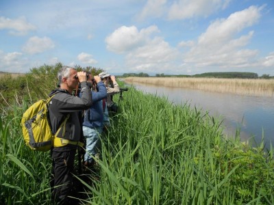 Birdwatching nel Padule di Fucecchio (foto Alessio Bartolini).jpg