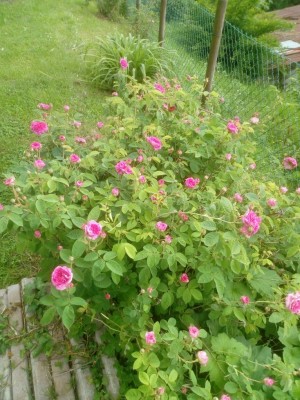 Rose antiche.jpg
