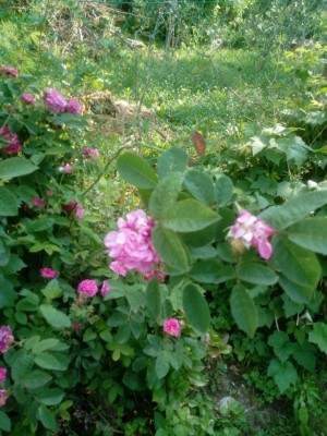 IMG_20210602_100045.jpg